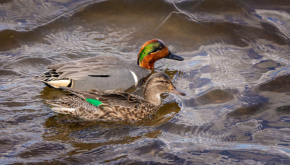 Green winged teal