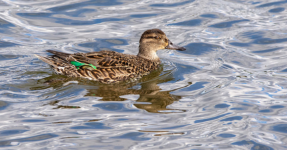 Green winged teal