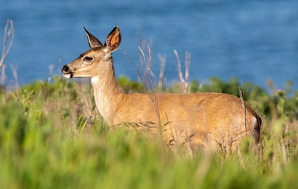 California mule deer