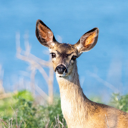 California mule deer