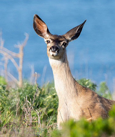 California mule deer