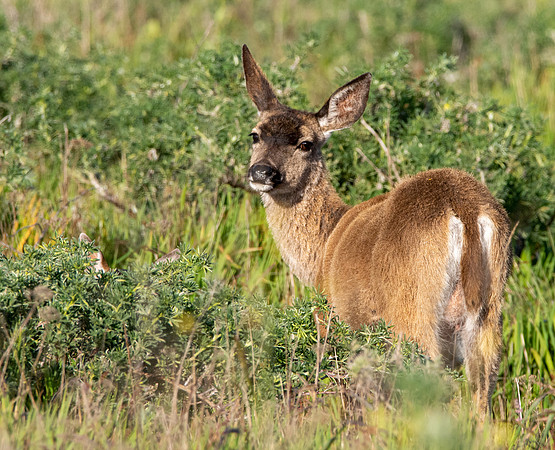 California mule deer