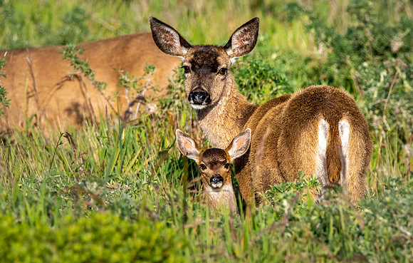 California mule deer