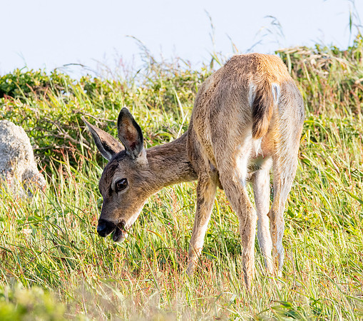 California mule deer