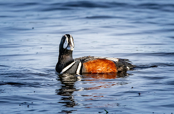 Harlequin duck