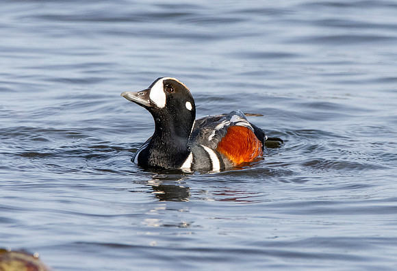 Harlequin duck