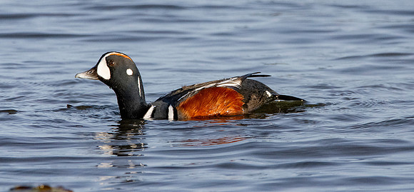 Harlequin duck
