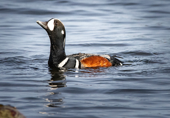 Harlequin duck