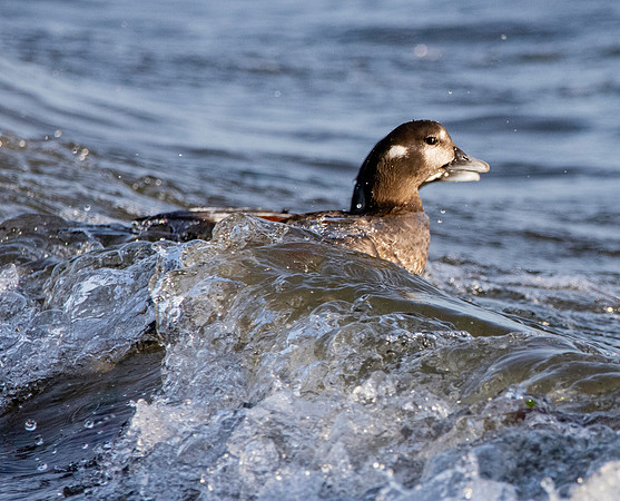 Harlequin duck female
