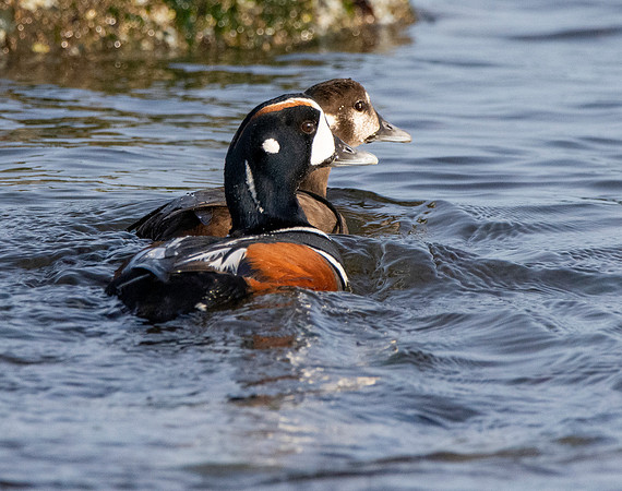 Harlequin duck