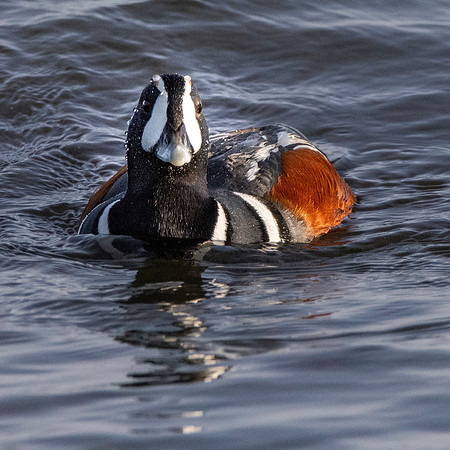 Harlequin duck