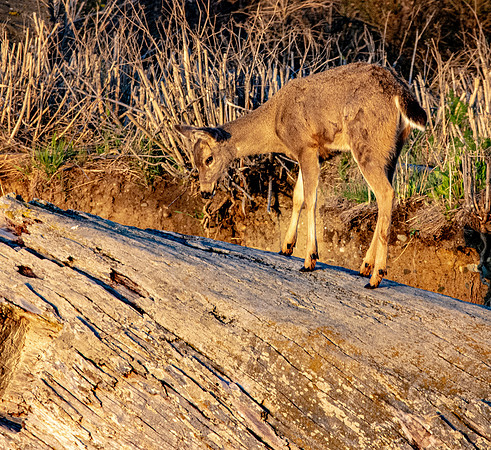 Columbian black-tailed deer