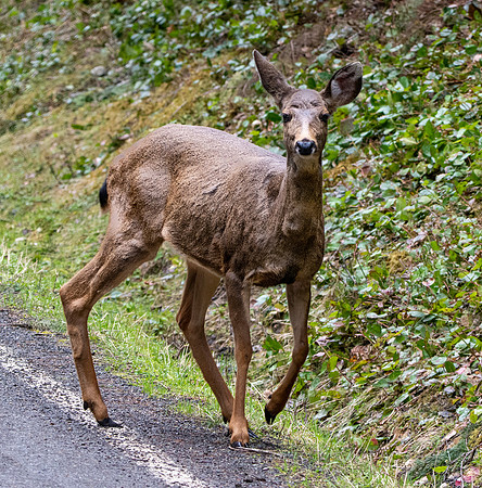 Columbian black-tailed deer