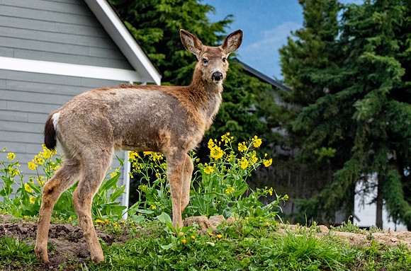 Columbian black-tailed deer