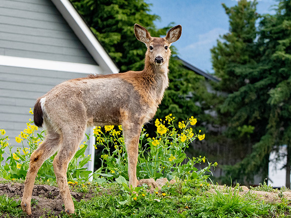 Columbian black-tailed deer
