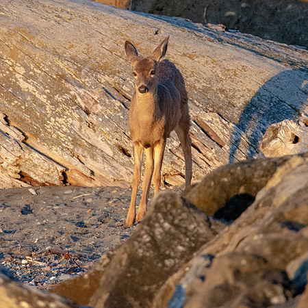 Columbian black-tailed deer