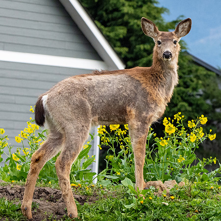Columbian black-tailed deer