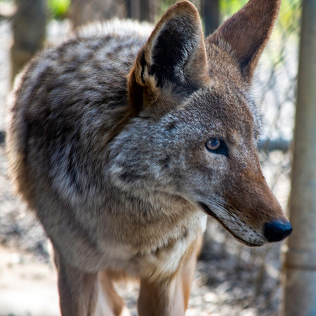 Coyote