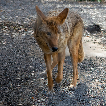 Coyote