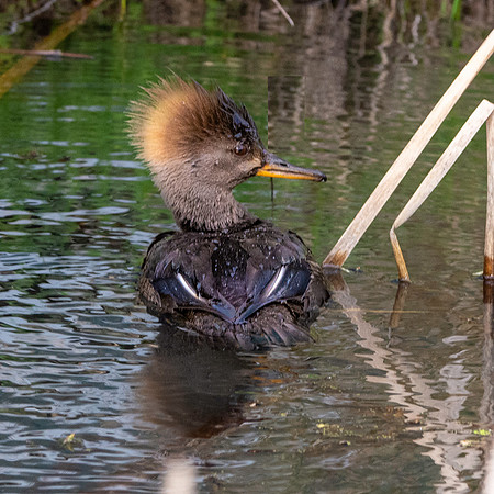 Hooded merganser
