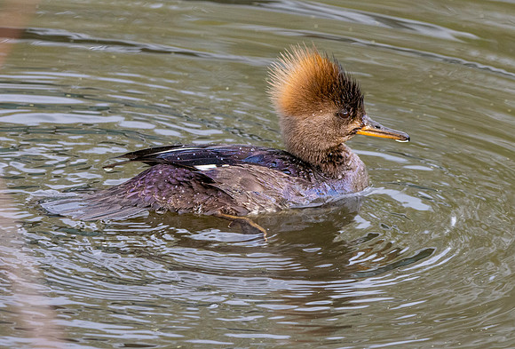 Hooded merganser
