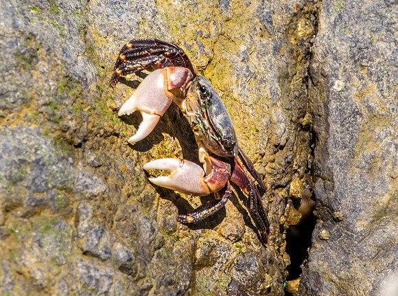 Stripe lined shore crab