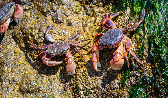 Stripe lined shore crab