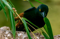 Chestnut and black weaver, male