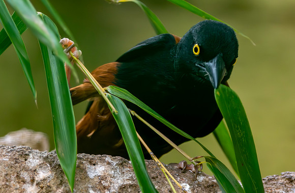 Chestnut and black weaver, male