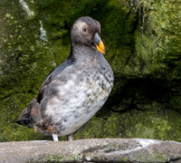 Horned puffin juvenile