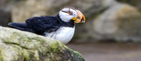 Horned puffin