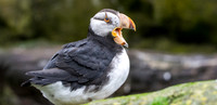 Horned puffin