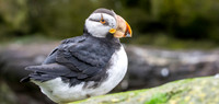Horned puffin