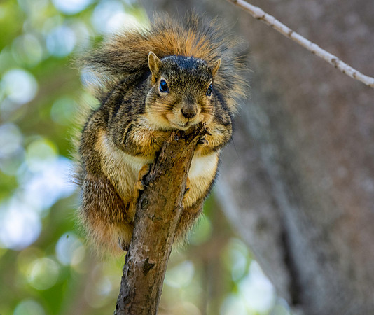 Fox squirrel