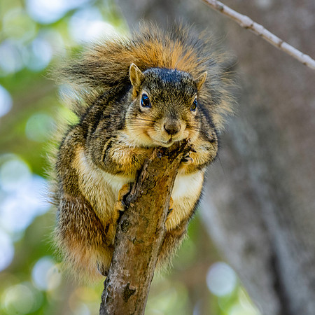 Fox squirrel