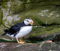 Horned puffin