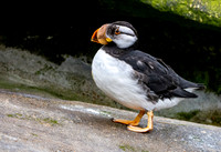 Horned puffin