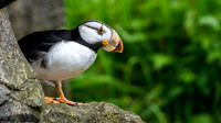 Horned puffin