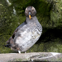 Horned puffin juvenile