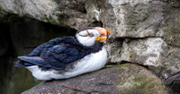 Horned puffin