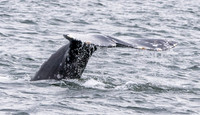 Grey whale