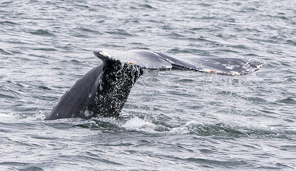 Grey whale
