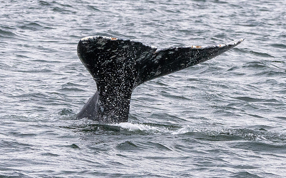 Grey whale