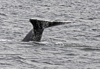 Grey whale