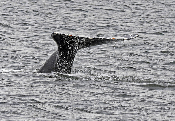 Grey whale
