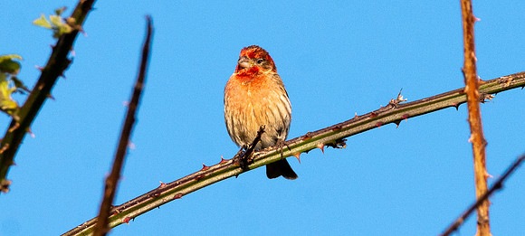 House finch