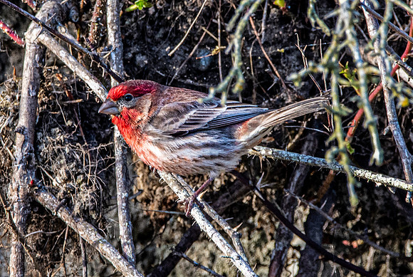 House finch
