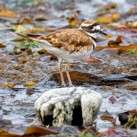 Killdeer