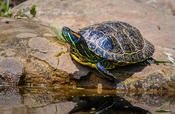 Red eared slider turtle