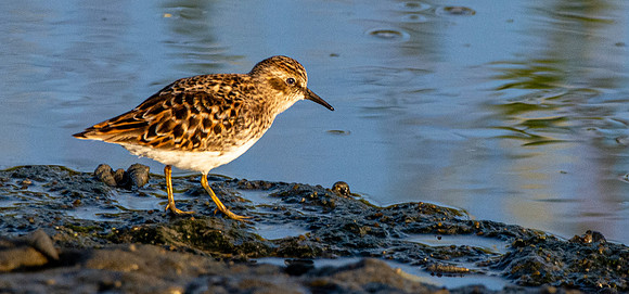 Least sandpiper